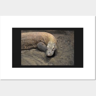 Komodo Dragon Posters and Art